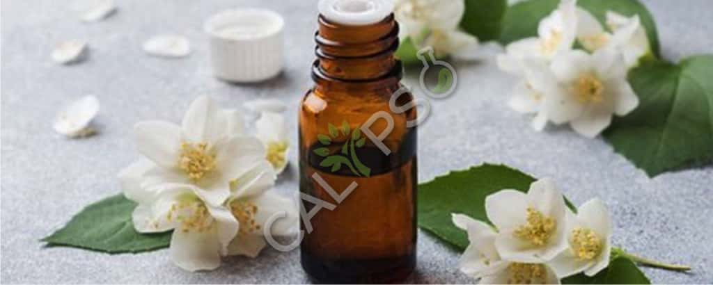 Jasmine Grandiflorum Absolute Oil Benefits